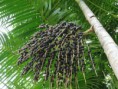 /album/o-a%c3%a7ai/a50010g-acaizeiro-jpg/