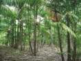 /album/o-a%c3%a7ai/acaizal-amazonico-000f46yaxam02wx5af007pfjhj1nx071-jpg/